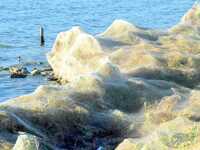 Αιτωλικό: Ιστοί από αράχνες σκέπασαν τα ...
