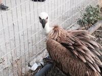 Ένας εντυπωσιακός γυπαετός προσγειώθηκε ...