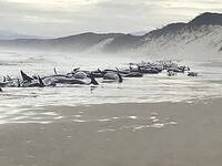 Τασμανία: Εκατοντάδες φάλαινες εξόκειλαν...