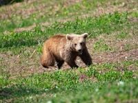 Kαστοριά: Νεκρό αρκουδάκι από πυροβόλο όπλο