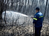 Φωτιά έκαψε και πάλι καλαμιώνες στην Στροφυλιά
