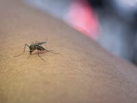 Κουνούπια: Το απλό κόλπο για να τα κρατή...