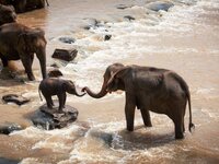 Βρήκαν τον άνδρα που τάισε κροτίδα και σ...