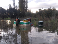 Πνίγηκαν εκατοντάδες μελίσσια στο Μεσολόγγι- ΦΩΤΟ