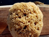 Κάλυμνος: Κρατά την παράδοση του νησιού ...