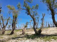 Πάτρα - OIKIΠΑ: Και η άγρια ζωή της πόλη...