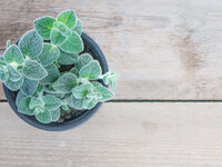 Το θεραπευτικό βότανο που καταπραΰνει βή...