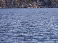 Σαλαμίνα: Μικρός καρχαρίας κάνει βόλτες στα ρηχά