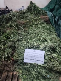 Αιτωλοακαρνανία: Εντοπίστηκε οργανωμένη φυτεία με χιλιάδες δενδρύλλια κάνναβης - Ερευνάται δίκτυο διακίνησης ναρκωτικών σε νησί των Κυκλάδων