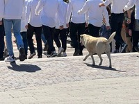 Αγρίνιο- 25η Μαρτίου: Παρήλασε και ένας…...