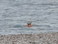 Πάτρα: Οι χειμερινοί κολυμβητές υποδέχτη...