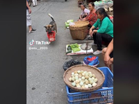 Σκύλος πηγαίνει στην… λαϊκή και τρελαίνε...