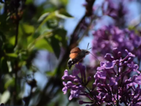 Πρωτομαγιά 2022: Τι καιρό θα κάνει το τριήμερο