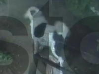 Άγιος Δημήτριος: Σκύλος πήδηξε τελευταία...