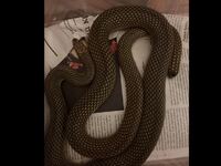 Θεσσαλονίκη: Τέσσερα φίδια εντοπίστηκαν ...