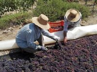 Ηλεία: Σύσκεψη αγροτών από τις σταφιδικέ...