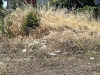 Πάτρα: Καθαρίστε τα οικόπεδά σας μέχρι τ...