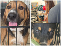 Πάτρα: Εκατοντάδες τα ζώα που σώθηκαν απ...