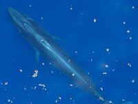 Η φάλαινα του Ράις κινδυνεύει να εξαφανι...