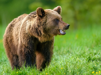 Ζαγόρι: Επίθεση αρκούδας σε 80χρονο στην...