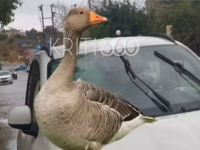 Απίστευτο τροχαίο: Χήνα ... προσγειώθηκε...