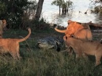 Η μάχη ενός κροκόδειλου με πέντε λιοντάρ...