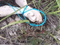 Προσοχή-σκληρές εικόνες: Έπνιξαν σκυλάκι...