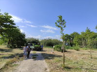 ΠΑΤΡΑ: Φύτευσαν πλατάνια στο Πλατανόδασος- ΦΩΤΟ