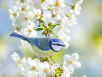 Αυτό είναι το πτηνό που ζει στην Ελλάδα ...