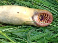 Ένα τρομακτικό πλάσμα εντοπίστηκε στον π...