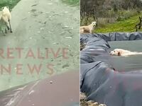 Ηράκλειο: Σκυλίτσα έκανε 1 χλμ. για να β...