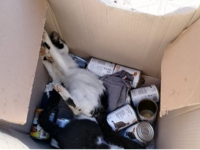 Δηλητηρίασαν 15 γάτες στην περιοχή της Ι...