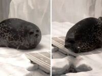 Γνωρίστε τη Yuki, την πιο αστεία φώκια στον κόσμο!