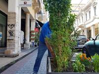 Πάτρα: Φύτεψαν βασιλικό στις ζαρντινιέρε...