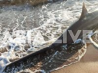 Ηλεία: Αναστάτωση για καρχαριοειδές που ...