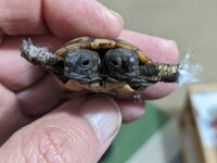 Δικέφαλο χελωνάκι εντοπίστηκε στην Αιτωλ...