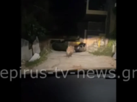 Γιάννενα: Αγριογούρουνο μπήκε στην πόλη ...