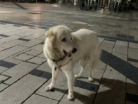 Πάτρα: Ο Αρμένιος απελάσεται, η σκυλίτσα...