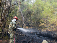 Έβρος: Χωρίς ενεργά μέτωπα πυρκαγιάς - Ε...