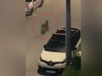 Λύκος περιπλανιέται σε δρόμο στο Χαϊδάρι...