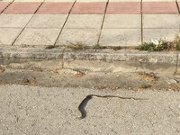 Βγήκαν βόλτα τα... φίδια στην Ελευθερίου...