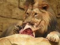 Ζωολογικός κήπος τάισε νεκρή καμηλοπάρδα...