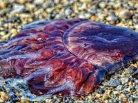 Αυτό το θαλάσσιο ζώο «απειλεί» τις μωβ μέδουσες