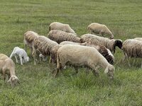 Δυτική Ελλάδα: Υποχωρεί σταθερά η ευλογί...