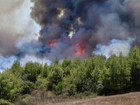 Τώρα - Φωτιά στην Ελαία Φωκίδας - Δόθηκε...