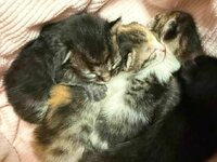 Αγρίνιο: Μήνυση σε βάρος άνδρα που φέρετ...