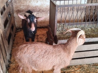 Αμπελόκηποι: Δείτε φωτογραφίες και βίντε...