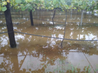 Αχαΐα: Άνοιξαν οι ουρανοί! Έπεσε δένδρο ...