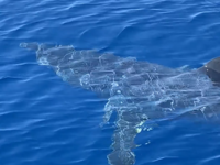  Ζάκυνθος: Καρχαρίας κολυμπά μπροστά σε ...