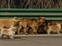 Κίνα: Viral το βίντεο με τα επτά σκυλιά ...